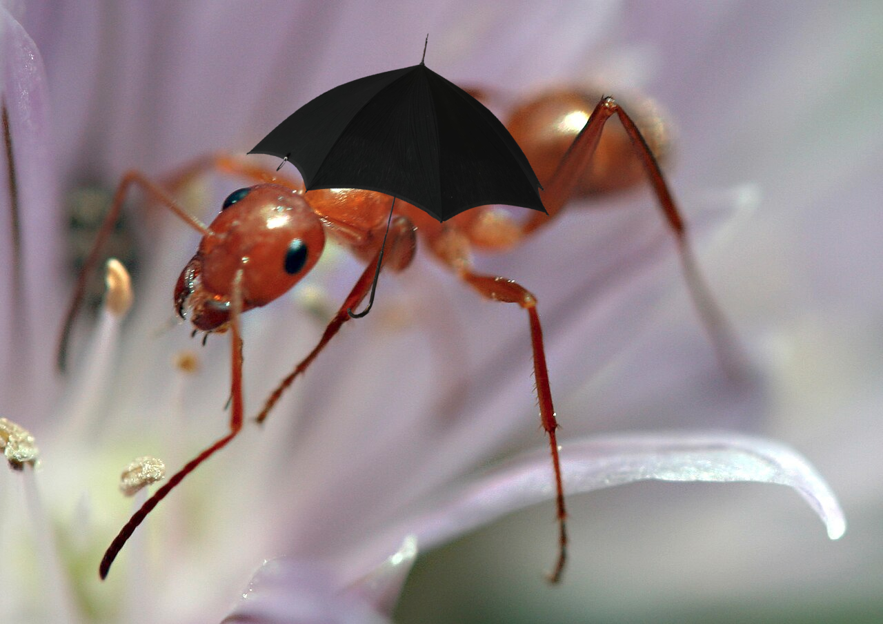 ant with an umbrella pasted on top of it